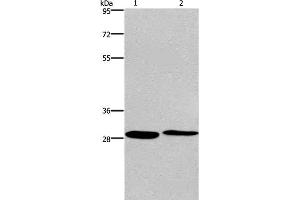 Western Blot analysis of Hela and 293T cell using CPSF4 Polyclonal Antibody at dilution of 1:400 (CPSF4 Antikörper)
