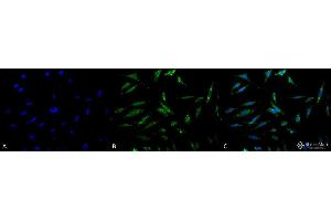 Immunocytochemistry/Immunofluorescence analysis using Rabbit Anti-TRAP1 Polyclonal Antibody .