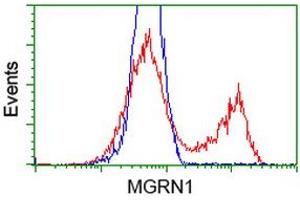 HEK293T cells transfected with either RC208284 overexpress plasmid (Red) or empty vector control plasmid (Blue) were immunostained by anti-MGRN1 antibody (ABIN2454433), and then analyzed by flow cytometry. (Mahogunin RING Finger Protein 1 Antikörper)