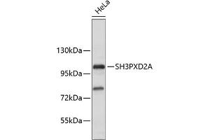Western blot analysis of extracts of HeLa cells, using SH3PXD2A antibody (ABIN6135104, ABIN6147731 and ABIN7101844). (SH3PXD2A Antikörper)