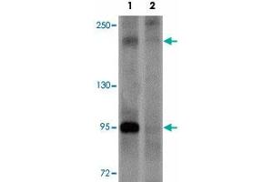 Western blot analysis of PAPPA2 in HeLa cell lysate with PAPPA2 polyclonal antibody  at 1 ug/mL in (1) the absence and (2) the presence of blocking peptide. (PAPPA2 Antikörper  (N-Term))