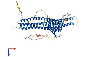 SNX30 Protein (AA 1-437) (His tag)