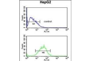 WDR82 Antibody (N-term) (ABIN651007 and ABIN2840036) flow cytometric analysis of HepG2 cells (bottom histogram) compared to a negative control cell (top histogram). (WDR82 Antikörper  (N-Term))