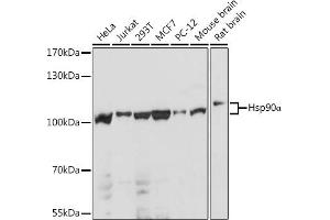 Western blot analysis of extracts of various cell lines, using HSP90 antibody (ABIN6134707, ABIN6142027, ABIN6142029 and ABIN6216078) at 1:1000 dilution. (HSP90AA1 Antikörper)