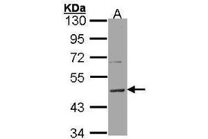 WB Image Sample (30 ug of whole cell lysate) A: Hela 10% SDS PAGE antibody diluted at 1:5000