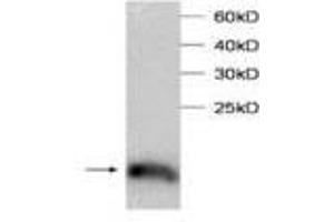 Image no. 1 for anti-Transcription Elongation Factor B (SIII), Polypeptide 2 (18kDa, Elongin B) (TCEB2) antibody (ABIN791478) (TCEB2 Antikörper)