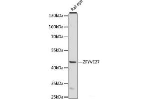 Western blot analysis of extracts of Rat eye using ZFYVE27 Polyclonal Antibody at dilution of 1:1000. (ZFYVE27 Antikörper)