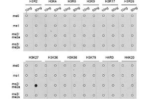 Dot Blot (DB) image for anti-Histone H3 (H3) (H3K27me) antibody (ABIN3023266) (Histone 3 Antikörper  (H3K27me))