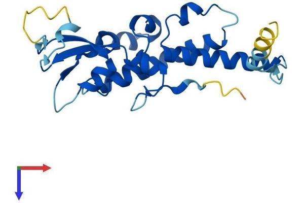 GINS3 Protein (AA 1-216) (His tag)
