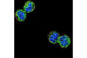 Immunofluorescence (IF) image for anti-Nuclear Factor of kappa Light Polypeptide Gene Enhancer in B-Cells Inhibitor-Like 1 (NFKBIL1) antibody (ABIN2995777) (NFKBIL1 Antikörper)