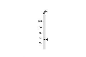 Western Blot at 1:1000 dilution + K562 whole cell lysate Lysates/proteins at 20 ug per lane. (NR4A3 Antikörper  (N-Term))