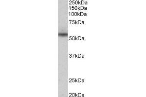 ABIN2564210 (0. (Mare/Nprl3/C16orf35 Antikörper  (Internal Region))