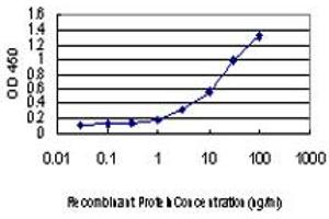 Detection limit for recombinant GST tagged LMO3 is approximately 0. (LMO3 Antikörper  (AA 91-146))