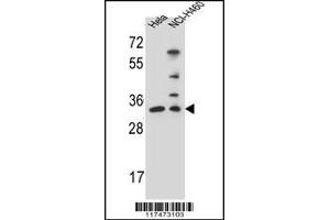 Western blot analysis in Hela,NCI-H460 cell line lysates (35ug/lane). (Nth Endonuclease III-Like 1 (NTHL1) (AA 88-117) Antikörper)