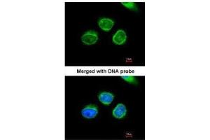 Immunofluorescence (IF) image for anti-Aflatoxin Beta1 Aldehyde Reductase (AKR7A2) antibody (ABIN2855806)
