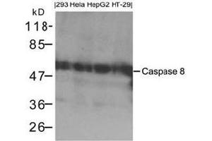 Western blot analysis of extracts from 293, Hela, HepG2 and HT-29 cells using Caspase 8. (Caspase 8 Antikörper  (AA 217-221))