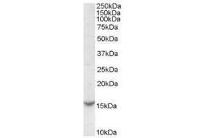 Image no. 1 for anti-T-Cell Leukemia/lymphoma 1A (TCL1A) (Internal Region) antibody (ABIN374885) (TCL1A Antikörper  (Internal Region))