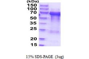 SDS-PAGE (SDS) image for Target of Myb1-Like 2 (TOM1L2) (AA 1-507) protein (His tag) (ABIN5854152)