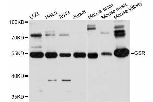 Western blot analysis of extracts of various cell lines, using GSR antibody. (Glutathione Reductase Antikörper  (AA 273-522))