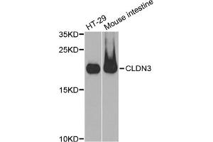 Western blot analysis of extracts of various cell lines, using CLDN3 antibody. (Claudin 3 Antikörper)