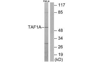 Western blot analysis of extracts from HeLa cells, using TAF1A antibody. (TAF1A Antikörper  (Internal Region))