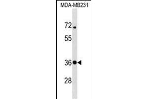 STX4 Antibody (Center) (ABIN1537824 and ABIN2850244) western blot analysis in MDA-M cell line lysates (35 μg/lane). (Syntaxin 4 Antikörper  (AA 132-160))