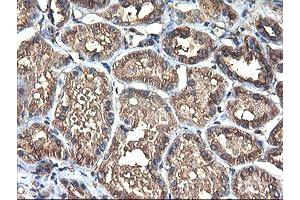 Immunohistochemical staining of paraffin-embedded Human Kidney tissue using anti-TUBAL3 mouse monoclonal antibody. (TUBAL3 Antikörper  (AA 150-446))