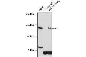 Immunoprecipitation analysis of 300 μg extracts of HeLa cells using 3 μg Axl antibody (ABIN7265804). (AXL Antikörper)