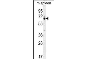 LMOD2 Antibody (N-term) (ABIN654322 and ABIN2844103) western blot analysis in mouse spleen tissue lysates (35 μg/lane). (Leiomodin 2 Antikörper  (N-Term))