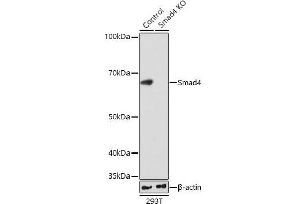 SMAD4 Antikörper