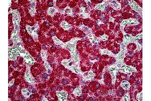 Anti-TBC1D10A antibody IHC of human liver. (TBC1D10A Antikörper  (AA 2-14))