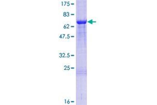 C21orf2 Protein (AA 1-375) (GST tag)