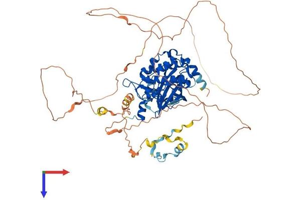 PAK6 Protein (AA 1-682) (His tag)