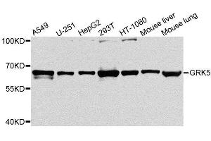Western blot analysis of extracts of various cell lines, using GRK5 antibody. (GRK5 Antikörper  (AA 371-590))