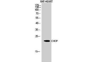 Western Blotting (WB) image for anti-DNA-Damage-Inducible Transcript 3 (DDIT3) (Internal Region) antibody (ABIN3183909) (DDIT3 Antikörper  (Internal Region))