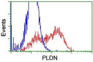 HEK293T cells transfected with either RC201514 overexpress plasmid (Red) or empty vector control plasmid (Blue) were immunostained by anti-PLDN antibody (ABIN2455544), and then analyzed by flow cytometry. (Pallidin Antikörper)