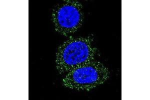 Immunofluorescence (IF) image for anti-V-Akt Murine Thymoma Viral Oncogene Homolog 2 (AKT2) antibody (ABIN2995320) (AKT2 Antikörper)