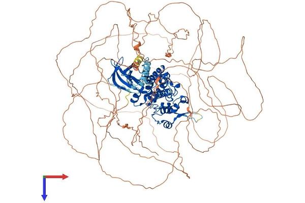 HIPK2 Protein (AA 1-1198) (His tag)