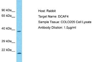 Host: Rabbit Target Name: DCAF4 Sample Type: COLO205 Whole Cell lysates Antibody Dilution: 1. (DCAF4 Antikörper  (C-Term))