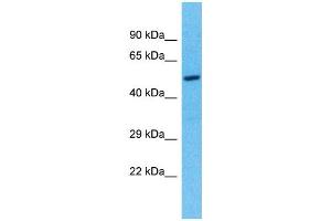 Western Blotting (WB) image for anti-Tektin 5 (TEKT5) (N-Term) antibody (ABIN2791321) (TEKT5 Antikörper  (N-Term))