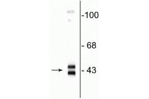 Western blot of rat hippocampal homogenate showing specific immunolabeling of the ~42-44 kDa ERK/MAPK protein. (MAPK1/2 (C-Term) Antikörper)