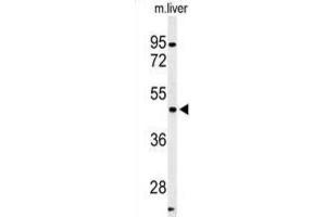 anti-hPFTK1-M1 antibody