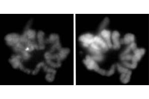 Histone H3S28ph antibody (mAb) (Clone 5F9A9) tested by Immunofluorescence.