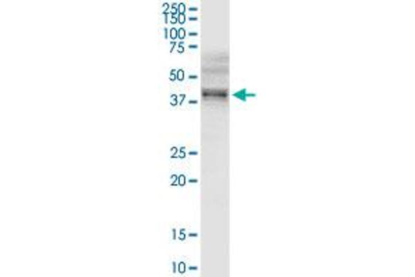 B3GNT3 antibody  (AA 1-372)