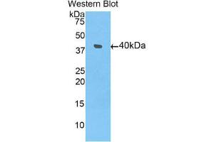 Western Blotting (WB) image for anti-Bone Morphogenetic Protein 10 (BMP10) (AA 315-424) antibody (ABIN3205472) (BMP10 Antikörper  (AA 315-424))