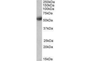 AP22420PU-N ARTS antibody staining of Human Cerebellum lysate at 0.