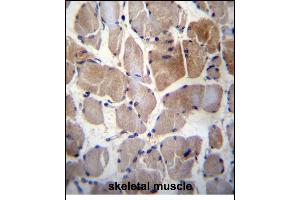 RPS6KC1 Antibody (N-term) (ABIN656394 and ABIN2845689) immunohistochemistry analysis in formalin fixed and paraffin embedded human skeletal muscle followed by peroxidase conjugation of the secondary antibody and DAB staining.