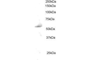 ABIN184657 staining (0. (PLRG1 Antikörper  (C-Term))