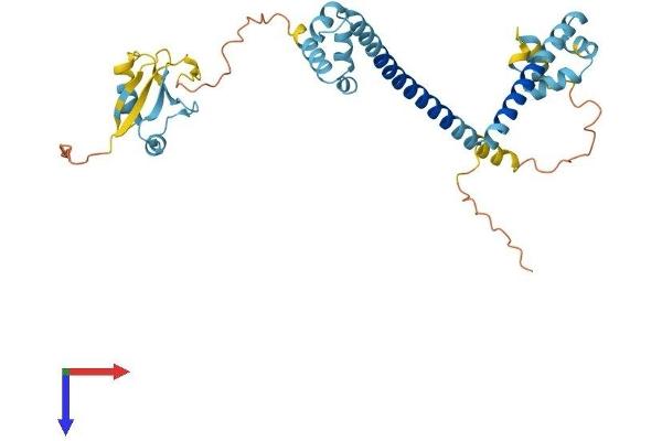 DFFA Protein (AA 1-331) (His tag)