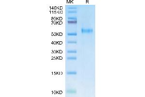 Rhesus macaque KIR3DL2 on Tris-Bis PAGE under reduced condition. (KIR3DL2 Protein (AA 22-338) (His tag))